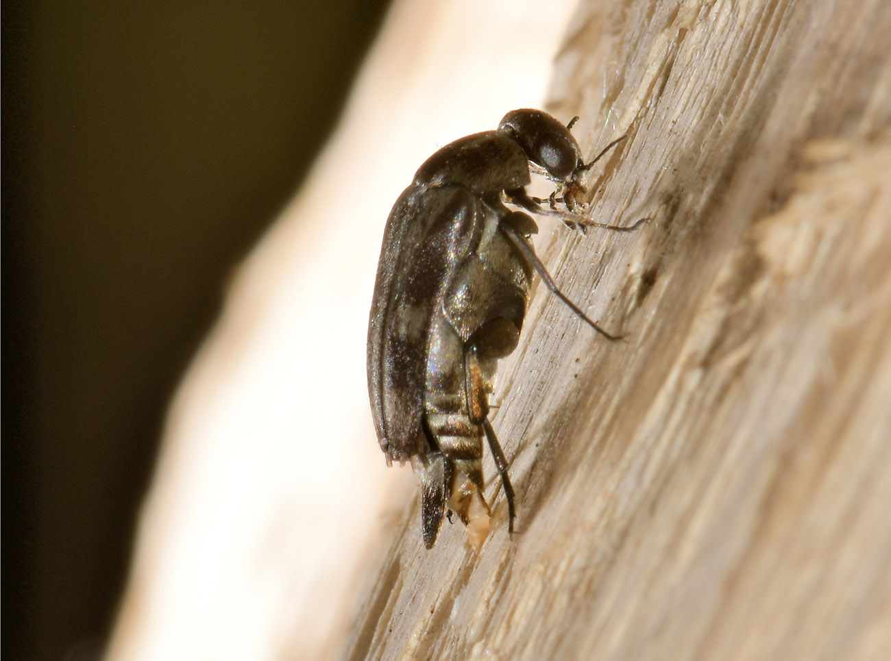 Mordellidae: Tomoxia bucephala